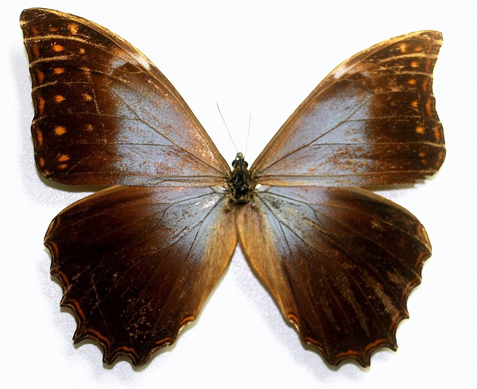 Morpho theseus gynandromorph (Internet Image property of respective owner, non-commercial use only)